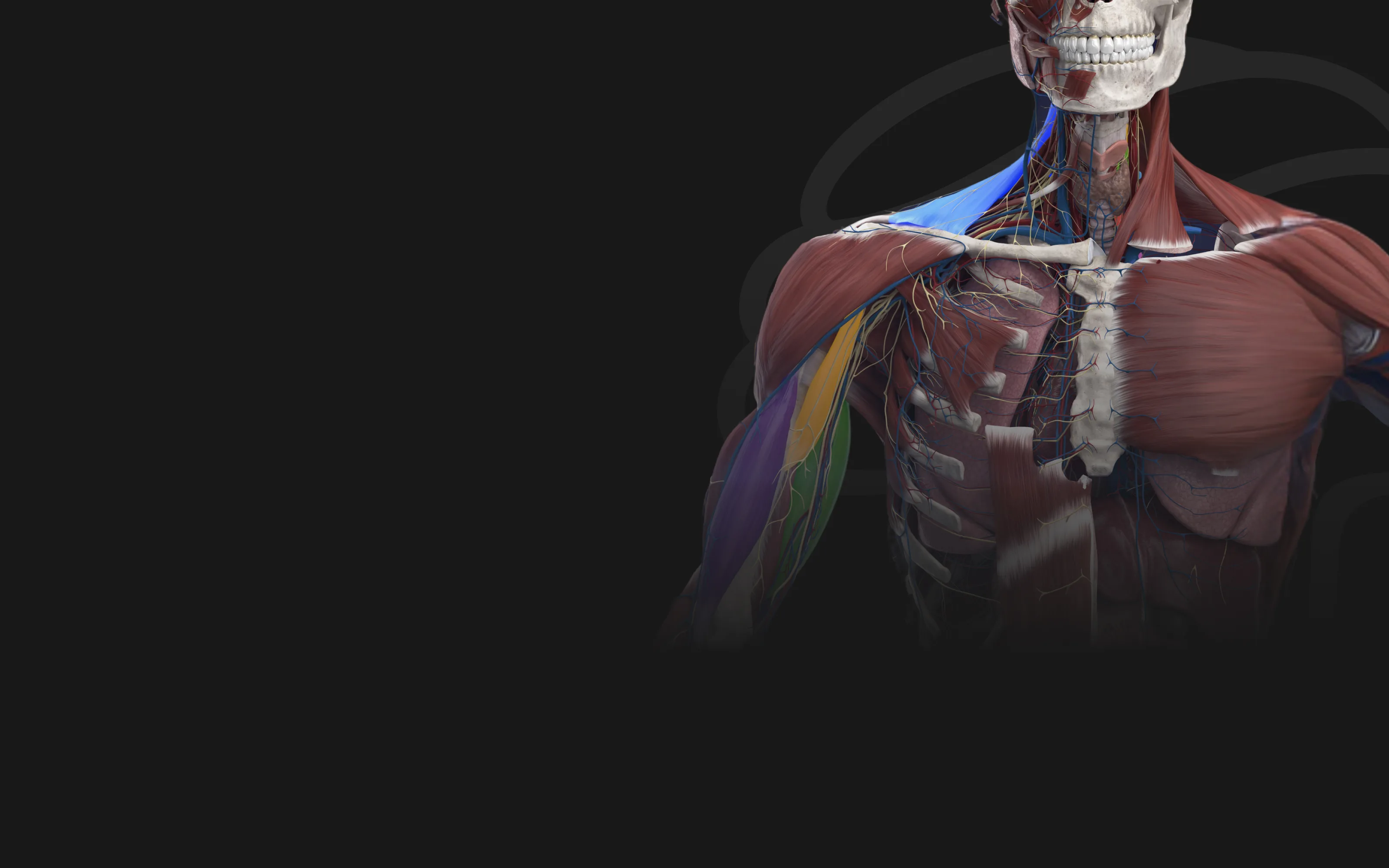 A 3D anatomical torso — skull, neck muscles, ribcage, chest and shoulder muscles with highlighted nerves and vessels — on a near-black ground, fading into it below the chest